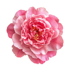 Wall Mural - pink peony flowers isolated on white