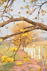 Wall Mural - Tree branch with yellow blossoms over a rural path.