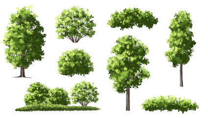 Fototapete - Vector of green tree side view isolated on white background ,watercolor tree elevation for landscape concept,environment scene,eco design, garden for spring