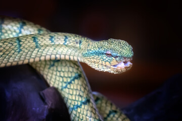 Wall Mural - subannulatus borneo viper snake isolated in a branch of tree with dark or bright background