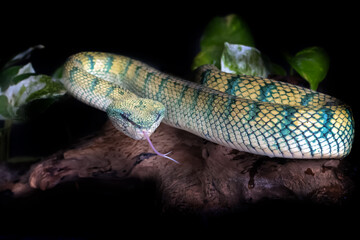 Wall Mural - subannulatus borneo viper snake isolated in a branch of tree with dark or bright background