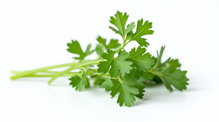 Wall Mural - Coriander Isolated on White Background