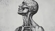 © Manatphon - Illustration of a human head and neck anatomical drawing for educational purposes