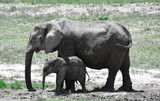 Słonie na safari w Afryce - Namibia, park Etosha