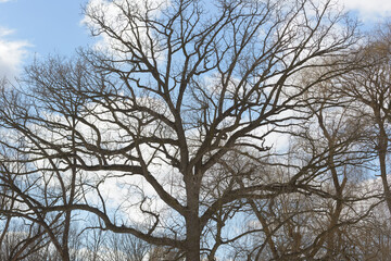 Wall Mural - silhouette of bare trees on a cloudy blue sky in mid winter afternoon