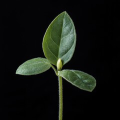 Canvas Print - Young plant seedling with three leaves against a black background