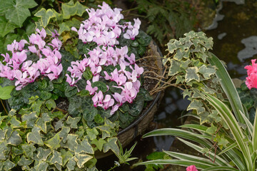 Wall Mural - top down view of a wire urn or basket planter with old ivy vines and pink cyclamen flowers