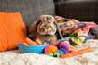 © Asmaa_Asmadi - rescued rabbit on a soft bed