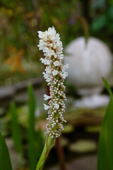 Wall Mural - marsh plants. closeup view of pontederia cordata alba, also known as white pickerel weed, white beau