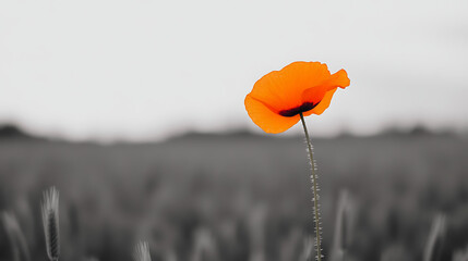 Wall Mural - Single orange flower in a grayscale field. A pop of color against a muted background.