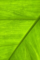 Wall Mural - A close-up of a bright green leaf, showing the intricate vein patterns and textures. The leaf is illuminated, highlighting the natural structure and fine details on the surface.