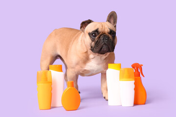 Wall Mural - Cute French bulldog with different bottles of sunscreen on lilac background