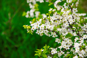 Wall Mural - Blooming white shrubs on a spring day.