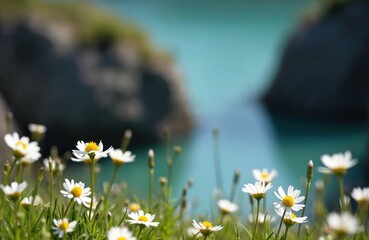 Close-up of daisy flowers on background of sea water. White petals, yellow pistils, green grass, blur blue water. Beautiful scenic nature shot in Cantabria Spain.