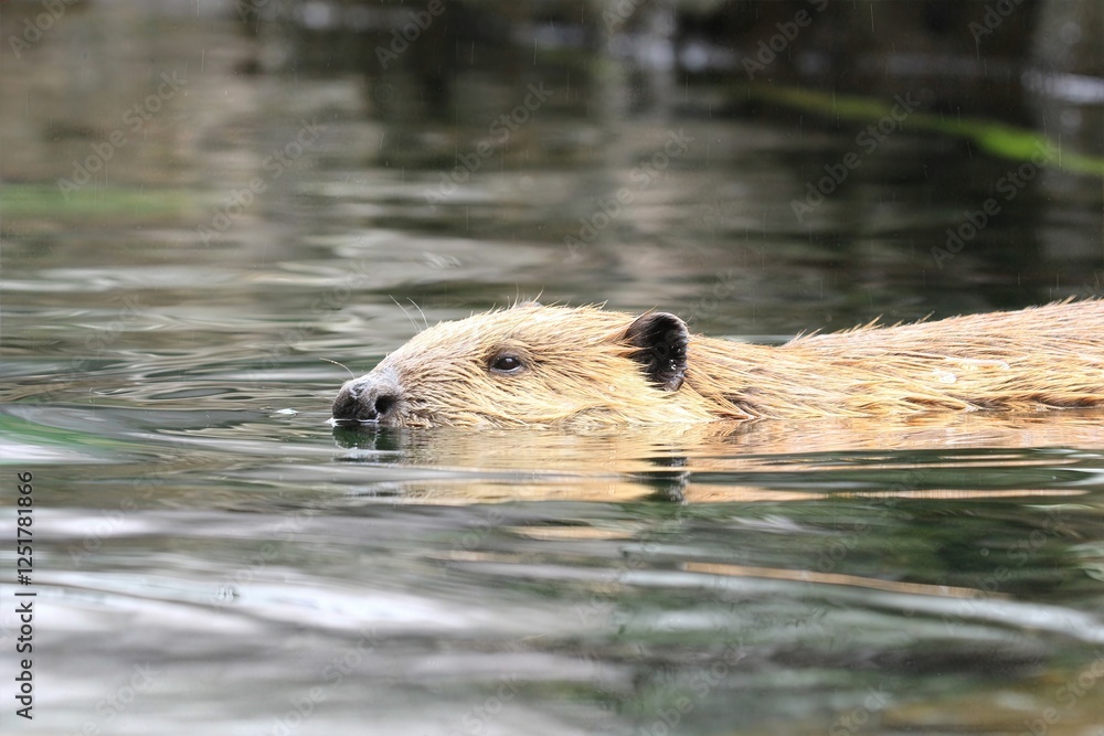 Beaver Swimming in River: Close-up view of a beaver swimming in calm ...