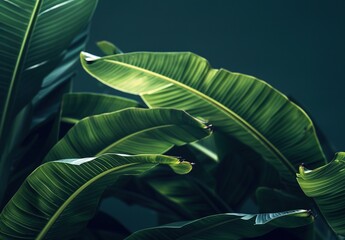 Wall Mural - tropical leaf