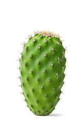 Wall Mural - Fresh Green Prickly Pear Fruit isolated on white
