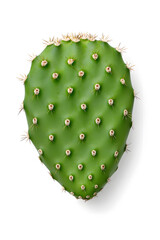 Wall Mural - Fresh Green Prickly Pear Fruit isolated on white
