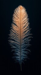 Canvas Print - Single feather, softly lit, dark background, nature macro photography, design element