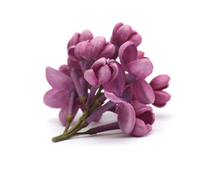 Wall Mural - Purple pink Lilac flower small bouquet on white. Selective soft focus. Macro nature background.