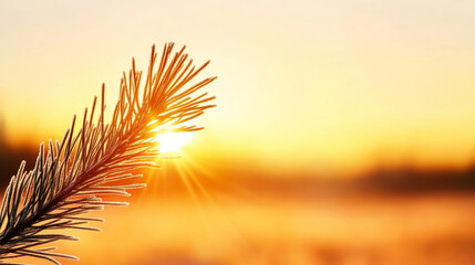 Wall Mural - frosted pine needles catch the warm glow of sunrise over a snowy meadow in a serene winter landscape