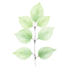 Wall Mural - Watercolor painting of a green leaf branch, isolated on a cut out background.