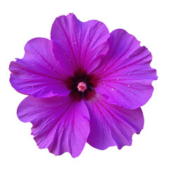 Wall Mural - Close-up image of a vibrant purple hibiscus flower isolated on a cutout background.