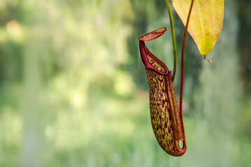 Exotic pitcher plant with spotted cup dangles gracefully in humid tropical greenery. Red rim elongated chamber suggest unique carnivorous adaptation,  predatory botany and evolutionary traits