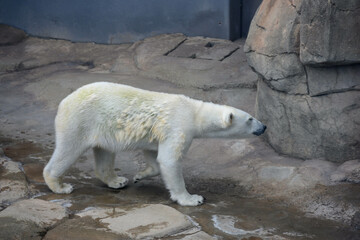 檻の中を動き回るシロクマ。神戸王子動物園にて