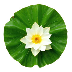 Wall Mural - A white lotus flower with a yellow center sits atop a large green leaf against a cut out background.