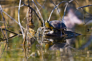 European pond turtle (Emys orbicularis)