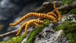 © Melicia - Medicinal Mushrooms: Cordyceps in Traditional Medicine