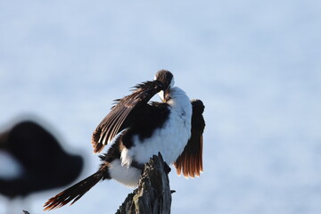 Sticker - little pied cormorant