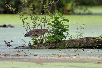 Wall Mural - night heron