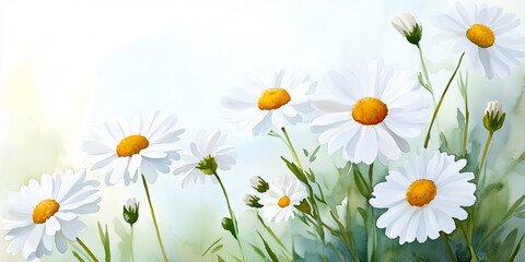 Sticker - Watercolor Painting Of White Daisies