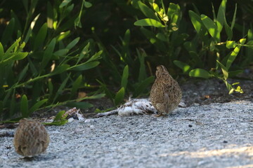 Canvas Print - brown quail