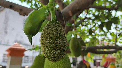 Wall Mural - Jackfruit is growing on the branches.