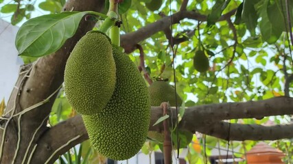 Wall Mural - Jackfruit is growing on the branches.