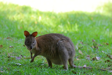 Wall Mural - pademelon