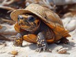 © Seehar_Umar - Tortoise in a sun hat, plodding along a sandy shore, ancient, wise, leisurely
