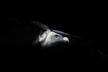 Wall Mural - Vulture Portrait in Low Light