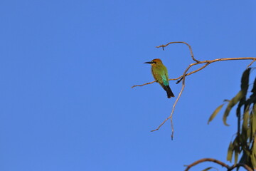 Poster - rainbow bee-eater