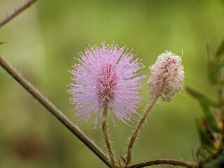 Wall Mural - Mimosa Pudica flowers with blur background