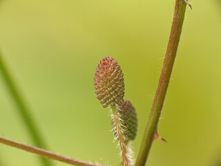 Wall Mural - Mimosa Pudica flower before blooming