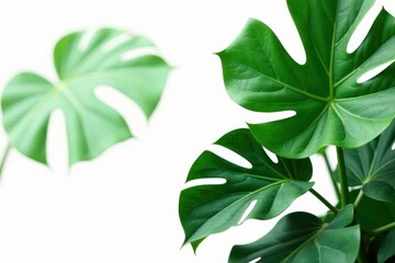 Wall Mural - Large Monstera leaves on white background with isolated leaf details, green, nature