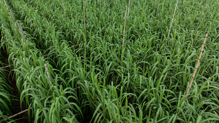 Wall Mural - Aerial view of drone flying over sugarcane plants growing at field