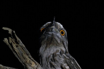 Wall Mural - tawny frogmouth