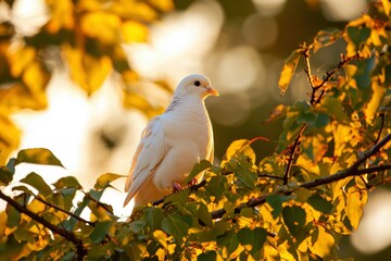 Wall Mural - White dove perched in autumn tree at sunset as a nature and wildlife image