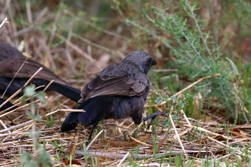 Canvas Print - apostlebird