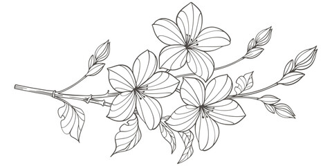 Wall Mural - Sketch Floral Botany. jasmine flower drawings. Black and white with line art on transparent backgrounds. Hand Drawn jasmine flower Illustrations. Vector eps